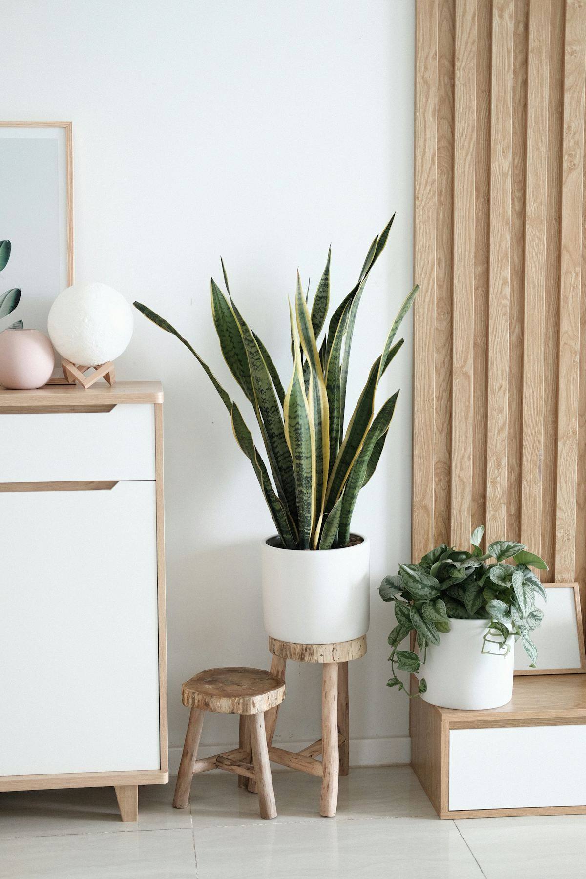 Console d'entrée avec plantes en pot et tabouret bas, maison de maître rénovée à Laval